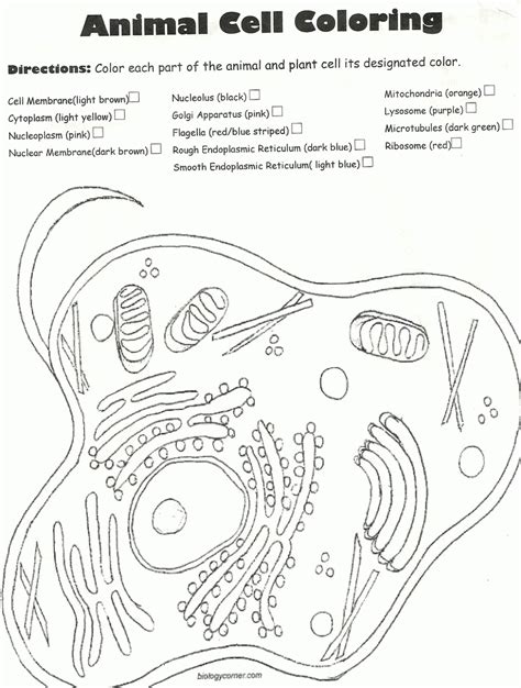 Plant And Animal Cell Coloring Pages Coloring Home