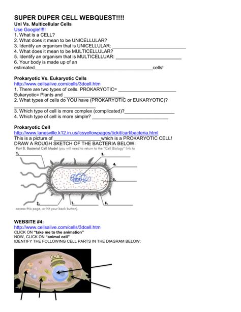 Plant And Animal Cell Comprehension Questions Answer Key Cell Test