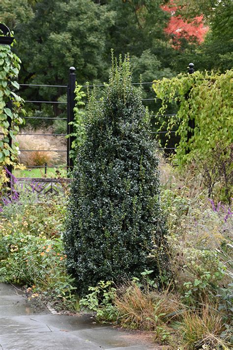 Plant Buxus sempervirens ‘Newport Blue’ by Tracy …