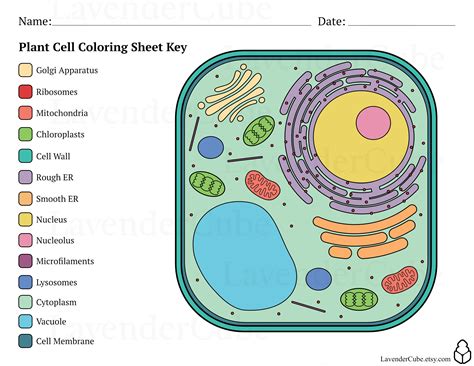 Plant Cell Coloring Workshee