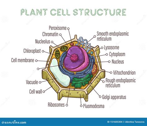 Plant Cell Structure Carlson Stock Art