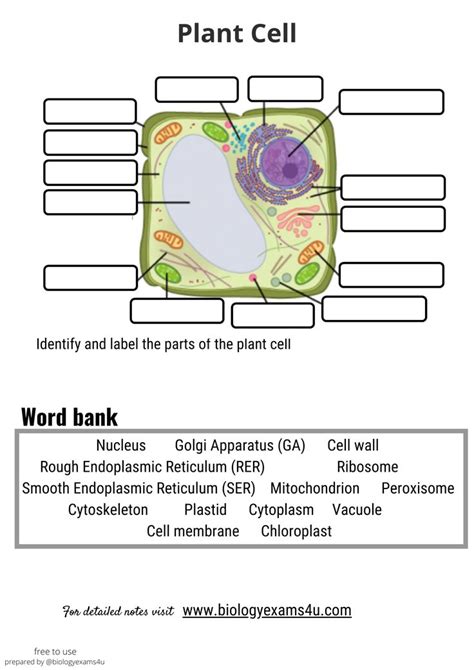 Plant Cell Structure ESL worksheet by stuartallen77
