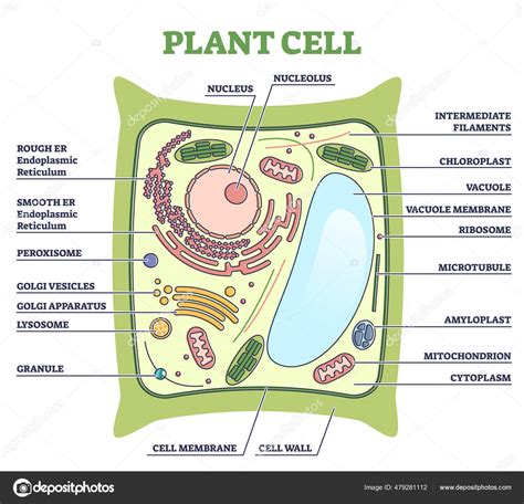 Plant Cell Structure with Inner Parts Labeled Description Outline