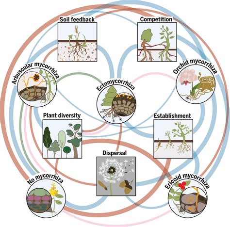 Plant Community Structure And Dynamics