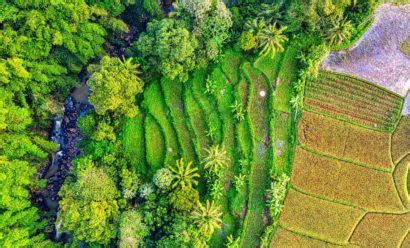 Plant Cover and Soil - Water Conservation - Wikifarmer