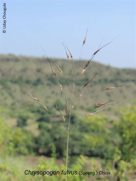 Plant Details - Information about Chrysopogon fulvus Plant