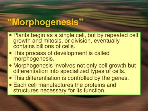 Plant Development and Morphogenesis - A section of Plants