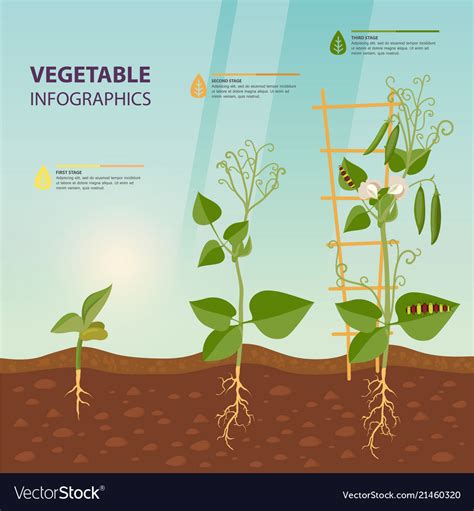 Plant Infographic Template