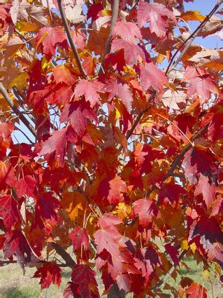 Plant Jamestown maple - Chicago Tribune