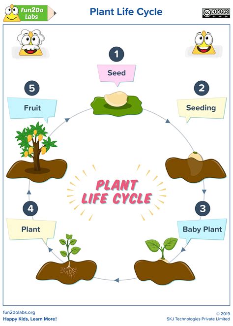 Plant Life Cycle Diagram