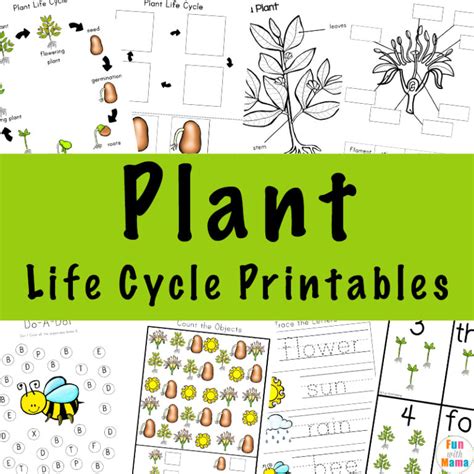 Plant Life Cycle Learning Pack Fun with Mama