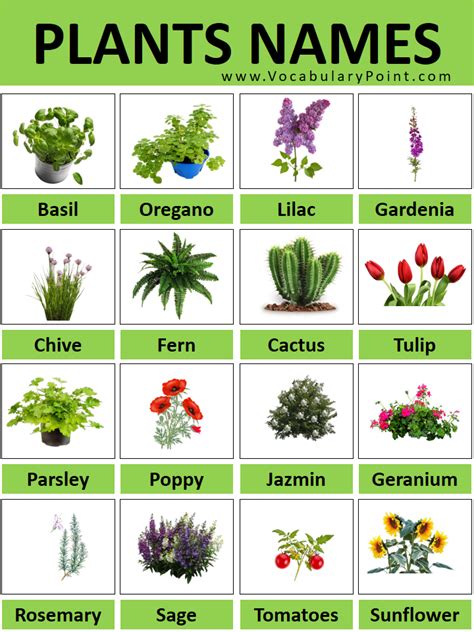 Plant List - Botanical Treasures, LLC