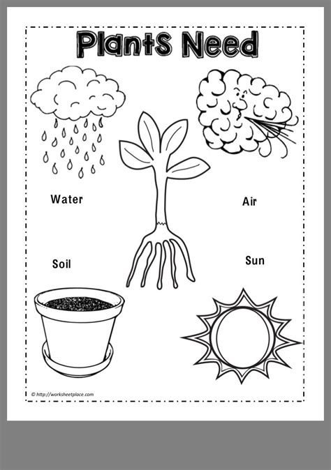 Plant Needs Worksheet Teaching Resources TPT - TeachersPayTeachers