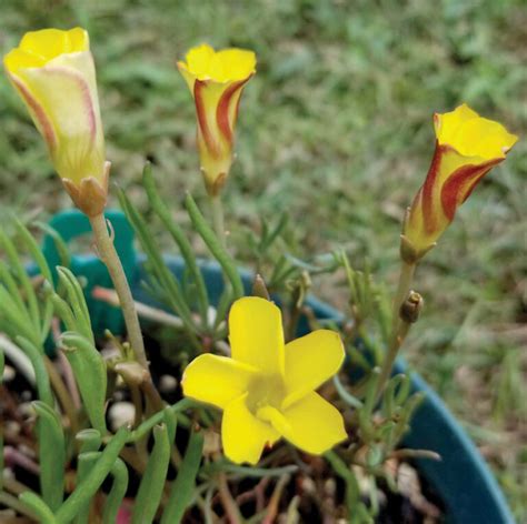 Plant Oxalis versicolor Golden Cape by Brent and Becky