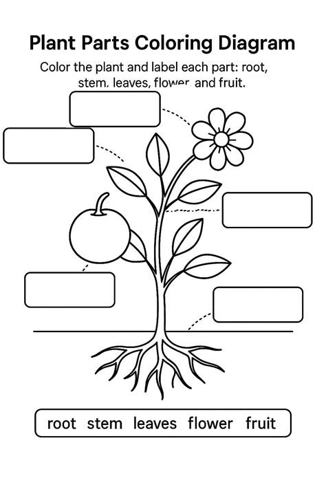 Plant Parts Coloring Shee