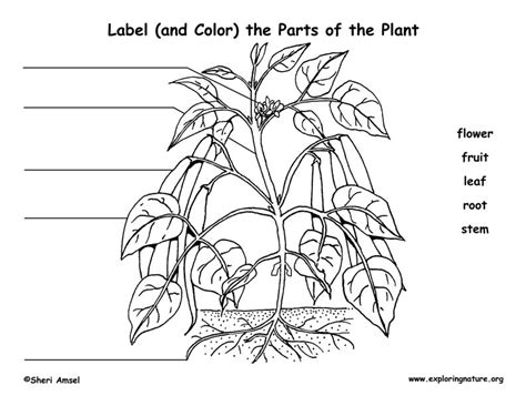 Plant Parts Diagram To Label
