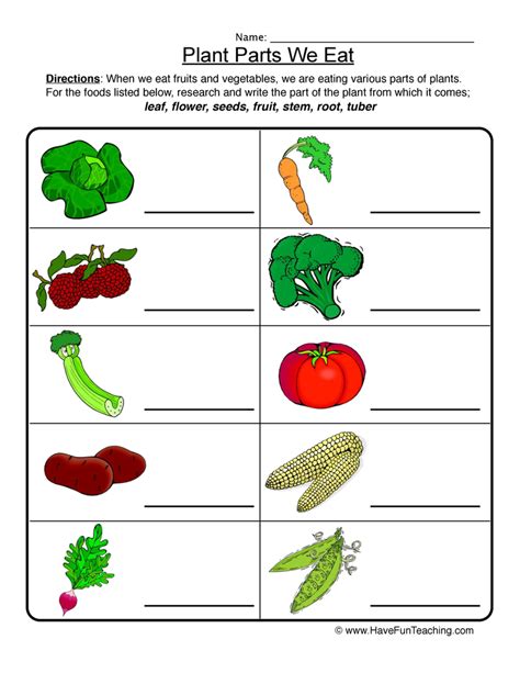 Plant Parts Worksheet Have Fun Teaching Worksheets Library