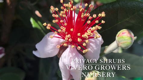 Plant Privacy Shrubs- Pineapple Guava and Cherry Laurel