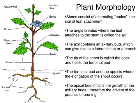 Plant Stems Physiology and Functional Morphology