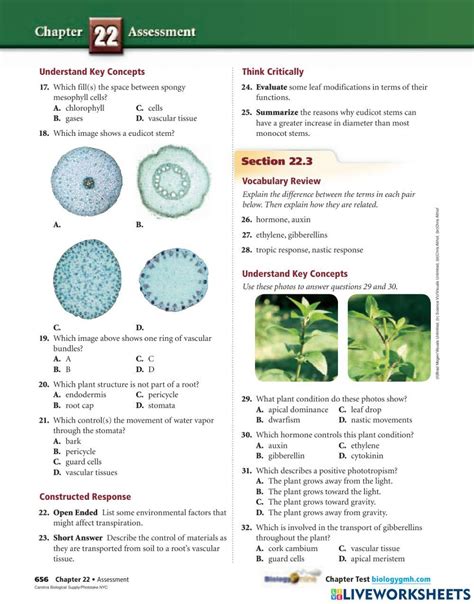Plant Structure And Function Worksheet Answers —