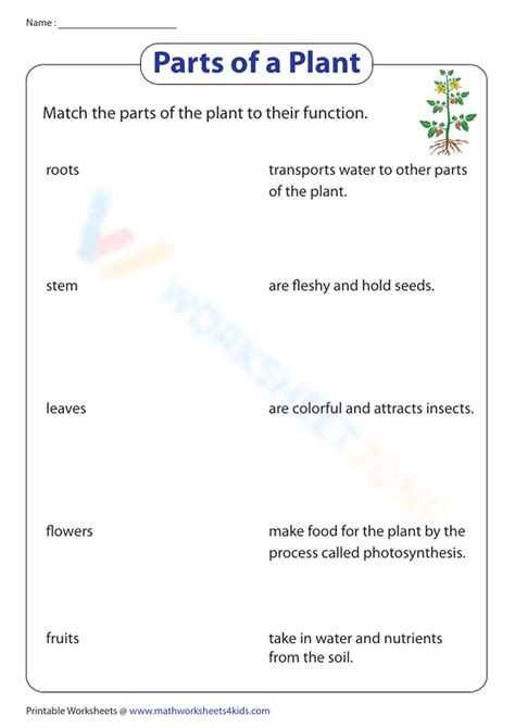 Plant Structure And Function Worksheet worksheet