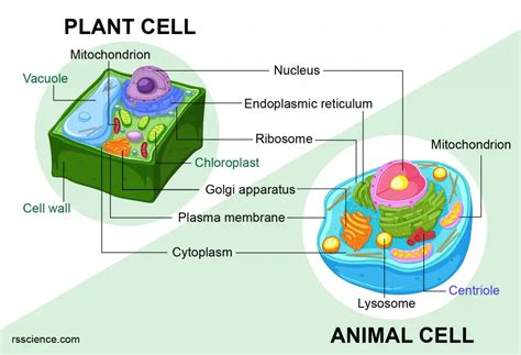 Plant and animal cells. Things To Know About Plant and animal cells. 