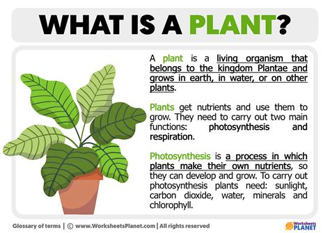 Plant biography