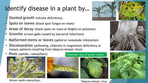 Plant damage identification key - University of Florida