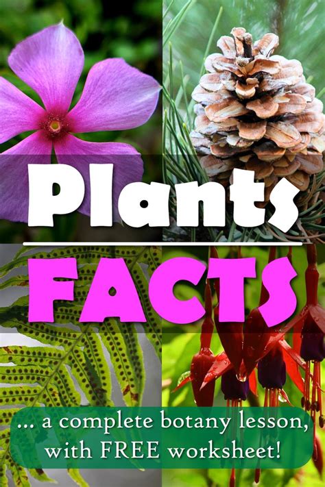 Plant facts. Learn about the world's tallest tree, the largest flower, the origin of vanilla, and more from this list of plant facts. Discover the secrets and surprises of your garden and the natural world. 
