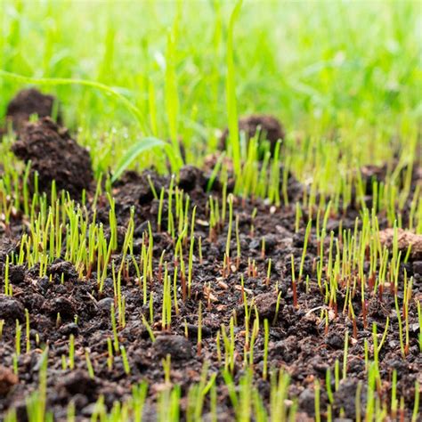 Plant grass. When you need to know how to seed a lawn, the key to success is in preparing the soil. It’s also important to choose the best type of grass seeds to plant for the season and your l... 