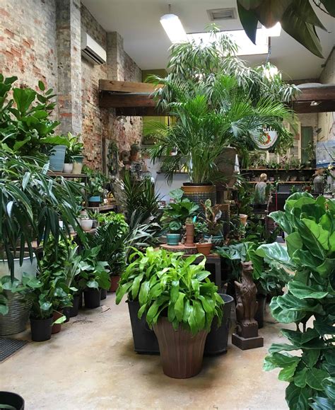 Plant house. Plants & Wellbeing. Delivered To Your Door. Plant Shop. Wellbeing shop. 
