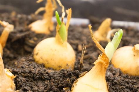 Plant in bulb