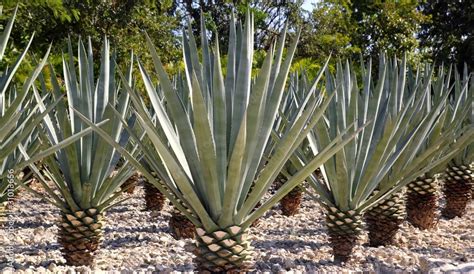 Plant in tequila. The plant used in tequila, the blue Weber agave, is a species native to Jalisco, Mexico. It's also known as blue agave (agave azul), tequila agave, mezcal, or maguey. The blue Weber can reach … 