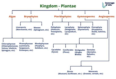 Plant kingdom (11th Biology) for complete 11th and 12th