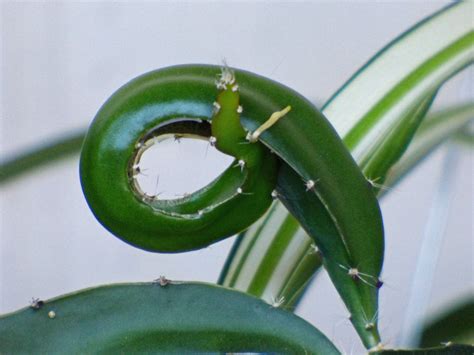 Plant leaves curling. The pepper plant leaves will curl because the plants’ roots are unable to take up sufficient nutrition and oxygen. In some plants that get too much water, the curled leaves may also turn yellow, but they will remain green in most cases. The pepper plants’ growth may also be stunted. Solutions. 