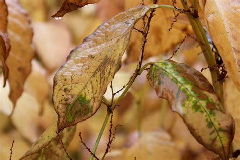Plant leaves turning brown. Low humidity: When the air is too dry the tips of your houseplant's leaves will start to dry out and turn brown. These brown edges will be crispy. Overwatering: If you water too often or too much at … 