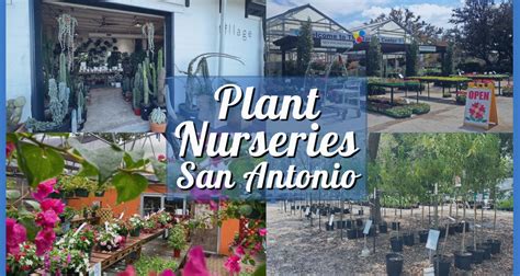 Plant nursery san antonio. Bandera 8516 Bandera Road San Antonio, TX 78250 (210) 680-2394 