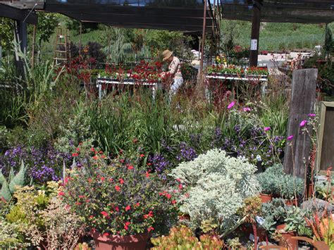 Plant nursery san diego. Dubbed “One of San Diego’s Top 10 Nurseries” by San Diego Home/Garden Magazine, we’re a bit of a hidden gem. ... We offer options for appropriate plant material for all of the region’s microclimates while specializing in drought-tolerant, hardy plants, as well as a plethora of perennials, clumping grasses, trees, … 