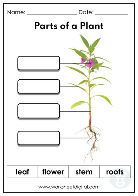 Plant parts worksheet free.  Thanks.  Moved Permanently. gardenweb.  Remodel...