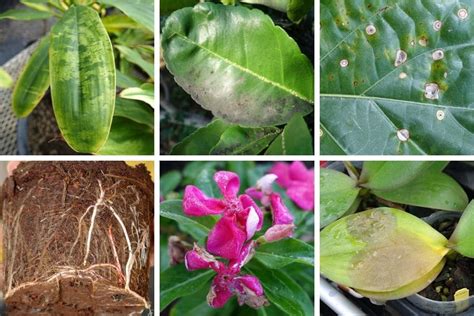 Plant problem identifier. Sep 10, 2021 ... Root Rot & Stem Rot: The fungi Rhizoctonia, Pythium, Botrytis, Phytophthora, Alternaria, and Sclerotinia cause these diseases. With root or stem ... 