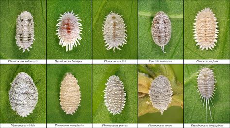 Plant scale. Scales are crawling insects that can’t fly, and they infest plants by moving from one to another. Scale insects do damage to plants by their mouths, which pierce plant tissue and … 