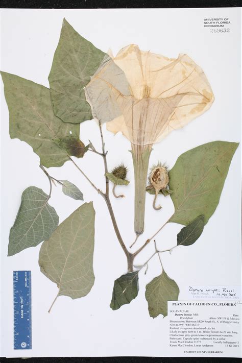 Part 1: An original collection of 15 dried, pressed and identified plant specimens is required from each student. This collection is due near the end of the semester ( Monday, November 23, a.m.) and is required to pass the course. The lab instructor will grade the collection on the basis of (1) correctness of identification, (2) proper ... . 