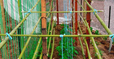 Plant support sticks diy.  Perfect for beginners using simple materials like bambo...