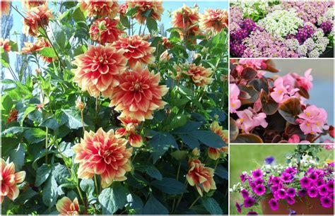 Plant these flowers for a garden that blooms year …