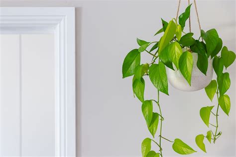 Plant vine. Put the container in an area that receives bright, indirect sunlight. When rooting in water, change the water every few days to keep it fresh. Once roots grow to a few inches long, plant the cutting in potting soil. When rooting in potting soil, water to keep the soil lightly moist. 
