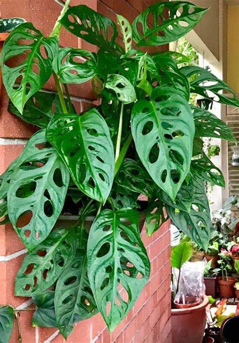 Plant with holes in leaves. 9 May 2021 ... Things No One Will Tell You About Monstera Adansonii | Swiss Cheese Plant · Comments107. 