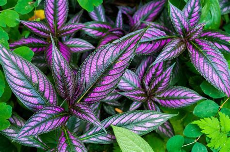 Plant with purple and green leaves. That being said, let me list some ideas for red aquarium plants that can make your aquascape tank more attractive. Table of Contents hide. 13 Red Aquarium Plants for a More Colorful Aquascape. 1. Ludwigia natans “Super Red” (Ludwigia Palustris) 2. Alternanthera Reineckii “Mini”. 3. Barclaya longifolia “Red”. 