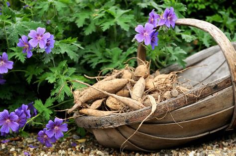 Plant your dahlia tubers where they will get full sun