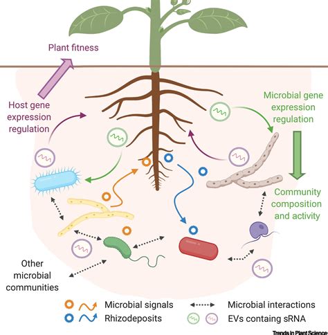 Plant-microbe-soil interactions in the rhizosphere: an ... - Plant and Soil