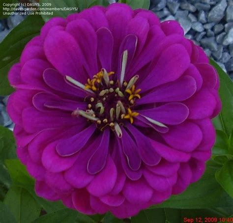 PlantFiles Pictures:Zinnia